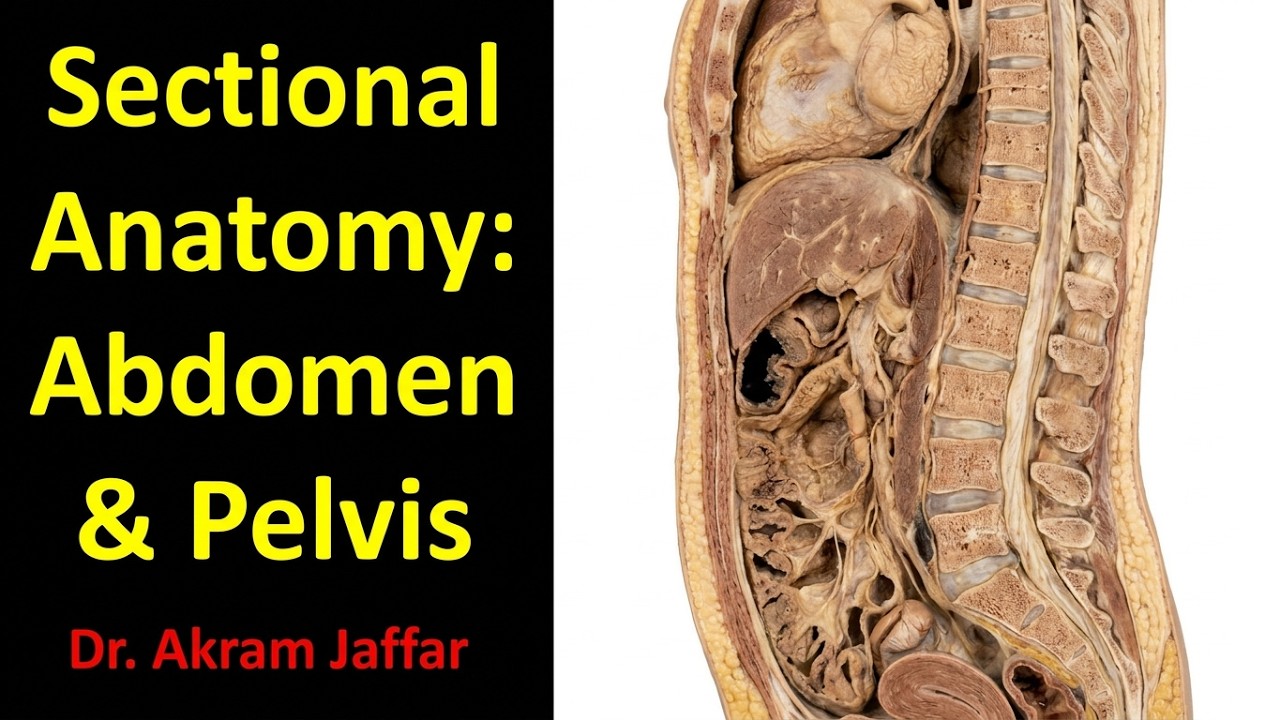 Sectional anatomy of the abdomen and pelvis - sagittal sections