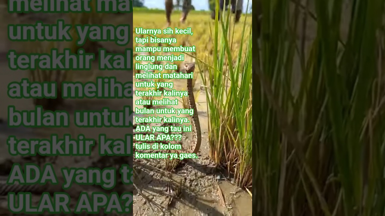 DETIK-DETIK PENANGKAPAN RAJA ULAR DI SAWAH! Sangat Berbahaya! 🐍🔥#shortvideo #snake #shorts