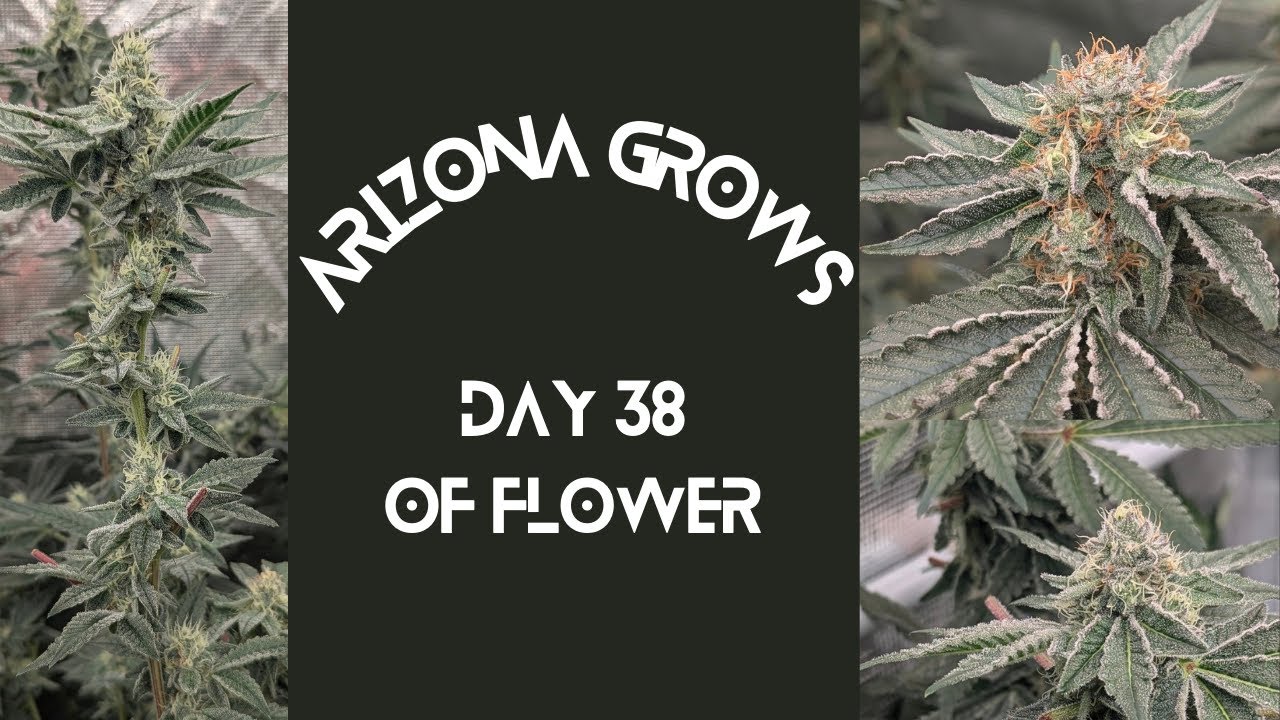 Day 38 Of Flower. Animal Mint Cake, Forbidden Runtz, Detroit Runtz, 41 Zlushies, Gorilla Goat.