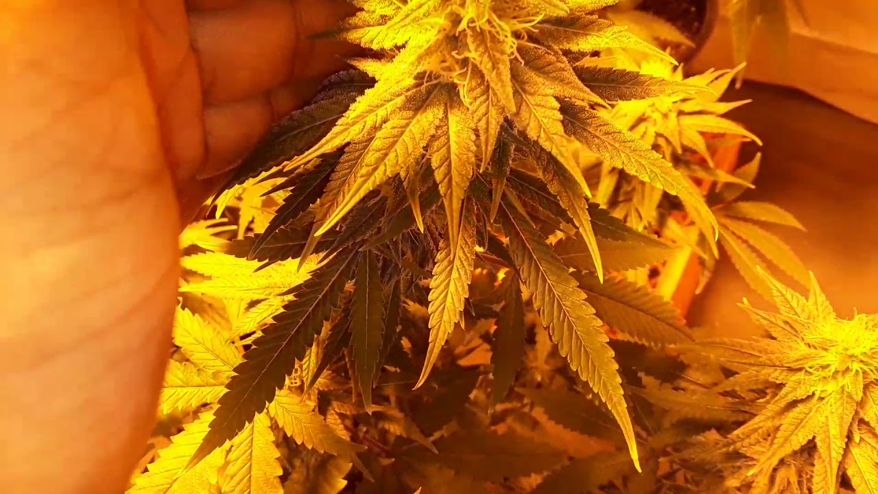 Poor man grow room