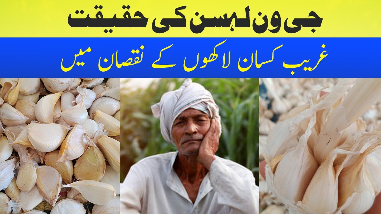 Future of NARC G1 Garlic Advance Booking 2023 | G1 Garlic Seed Rate in Pakistan | دھوکہ یا حقیقت؟