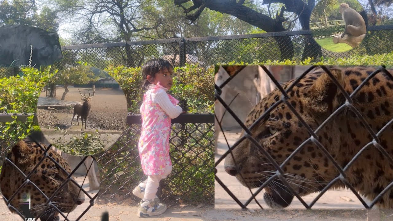 Zoovlog.... Ye kya dekh liya😟😟... #animals #zoo #viral #vlog 