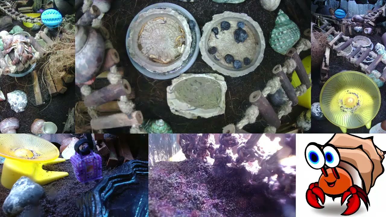Time Lapse of 24x7 Hermit Crab Live Stream January 21st - January 22nd 2026 (30x)