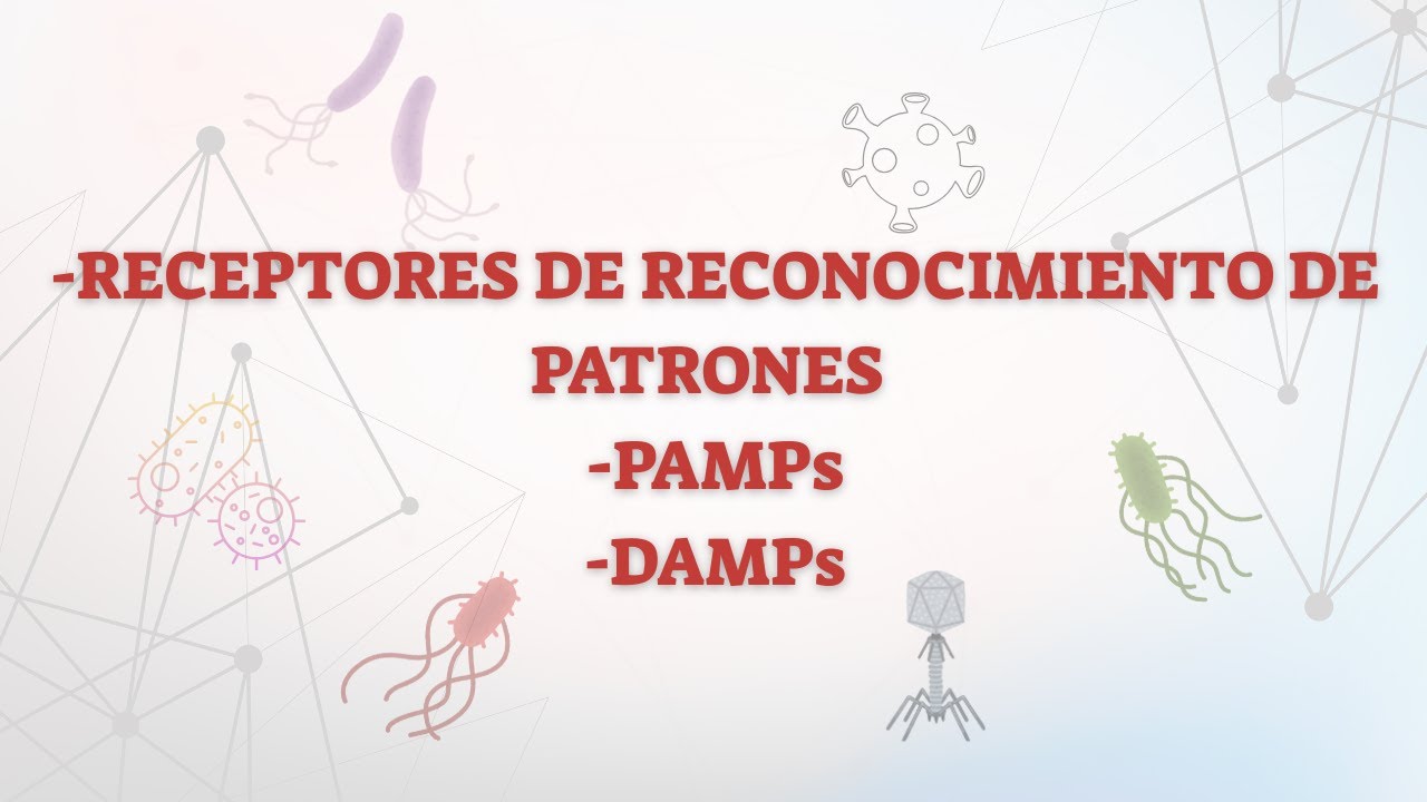 🔬🧠 PRR, DAMPs y PAMPs: ¿Cómo detecta el cuerpo el peligro?