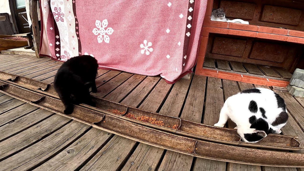 【田代島】【猫島】お昼が終わっても食いしん坊な猫はまだ食べてます