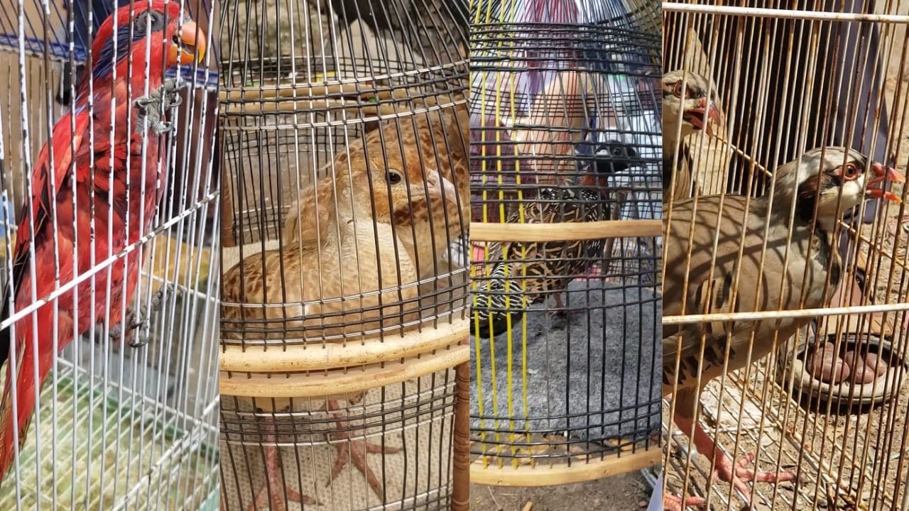 lalukheet bird market | Irani teetar | black teetar | chakor | red lorrykeet