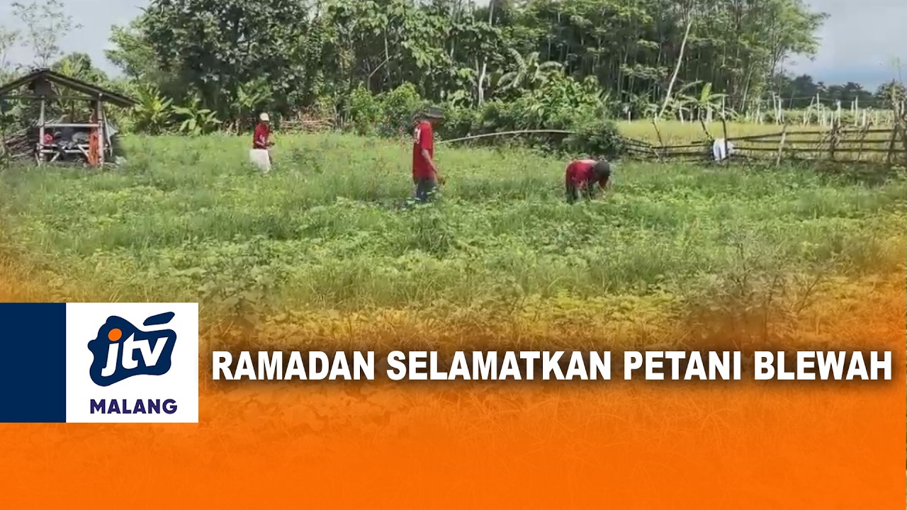 RAMADAN SELAMATKAN PETANI BLEWAH | JTV MALANG