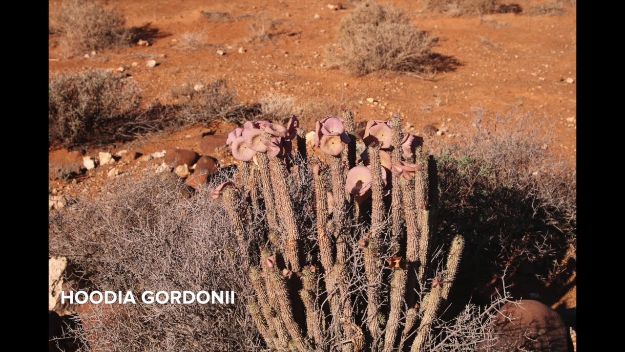 A DEETour to the Tankwa Karoo National park