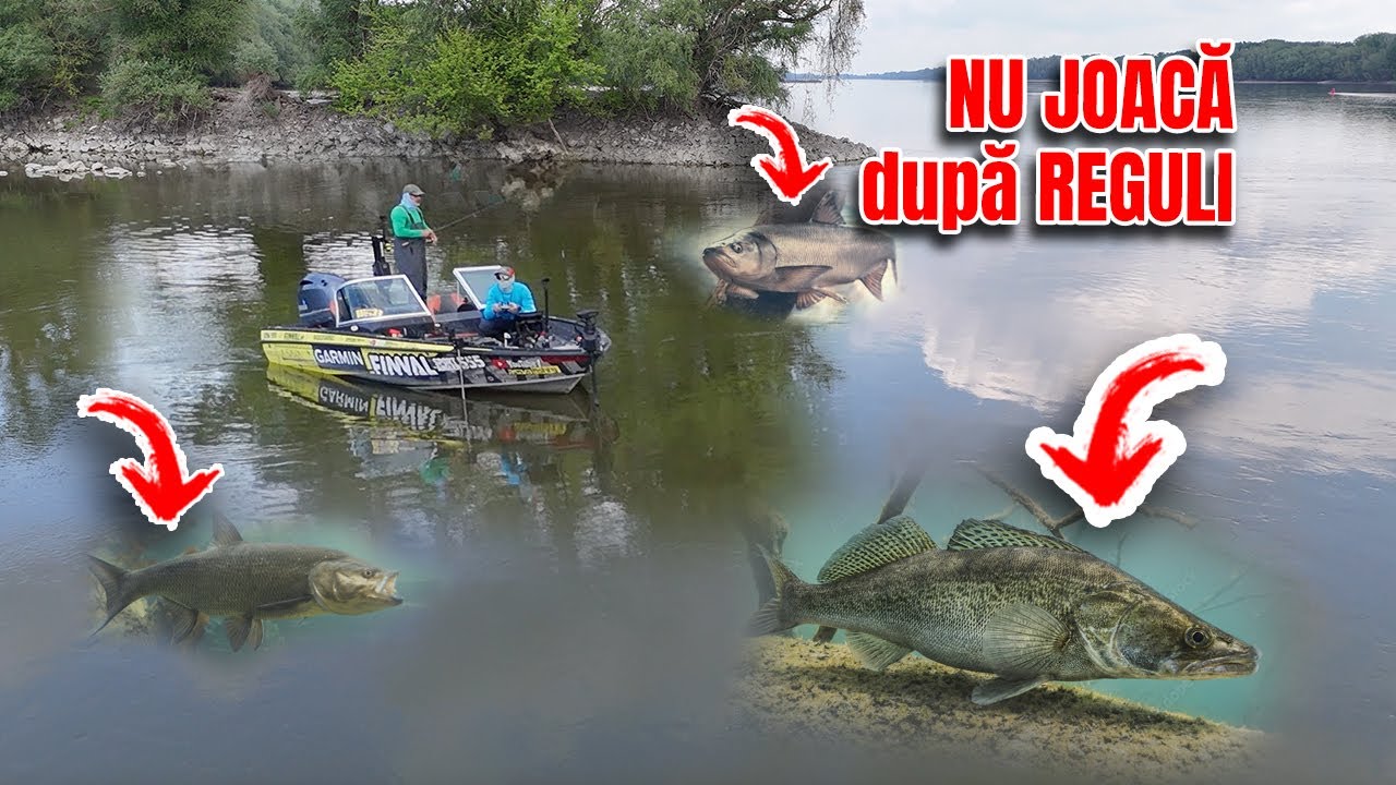 Ce faci atunci cand pestii nu joaca dupa reguli?