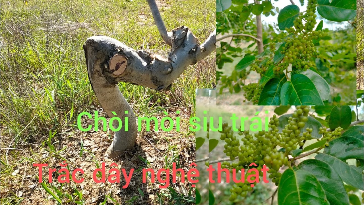 Tập 38 : Phôi trắc dây quá đẹp và chòi mòi siu quả