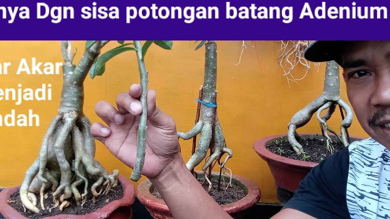 menanam sisa batang Adenium mudah,100% berhasil#bonsai #tanamanhias #trending