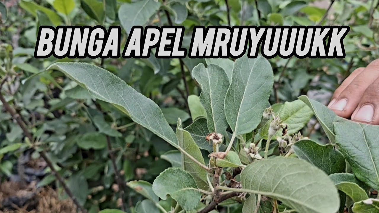 Apel berbuah di pot