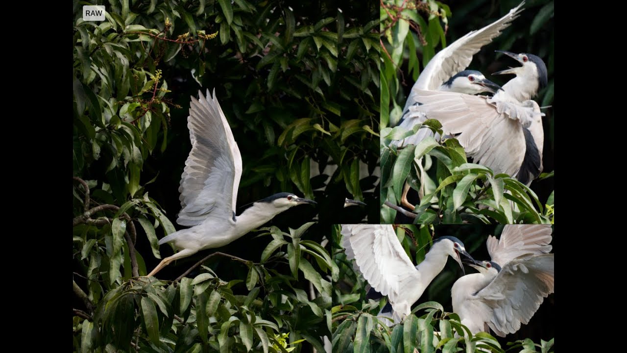 Black crowned night  heron   夜鷺