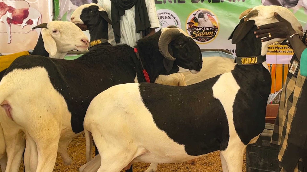 FOIRE UNES EXPOSITION DE LA MAURITANIE