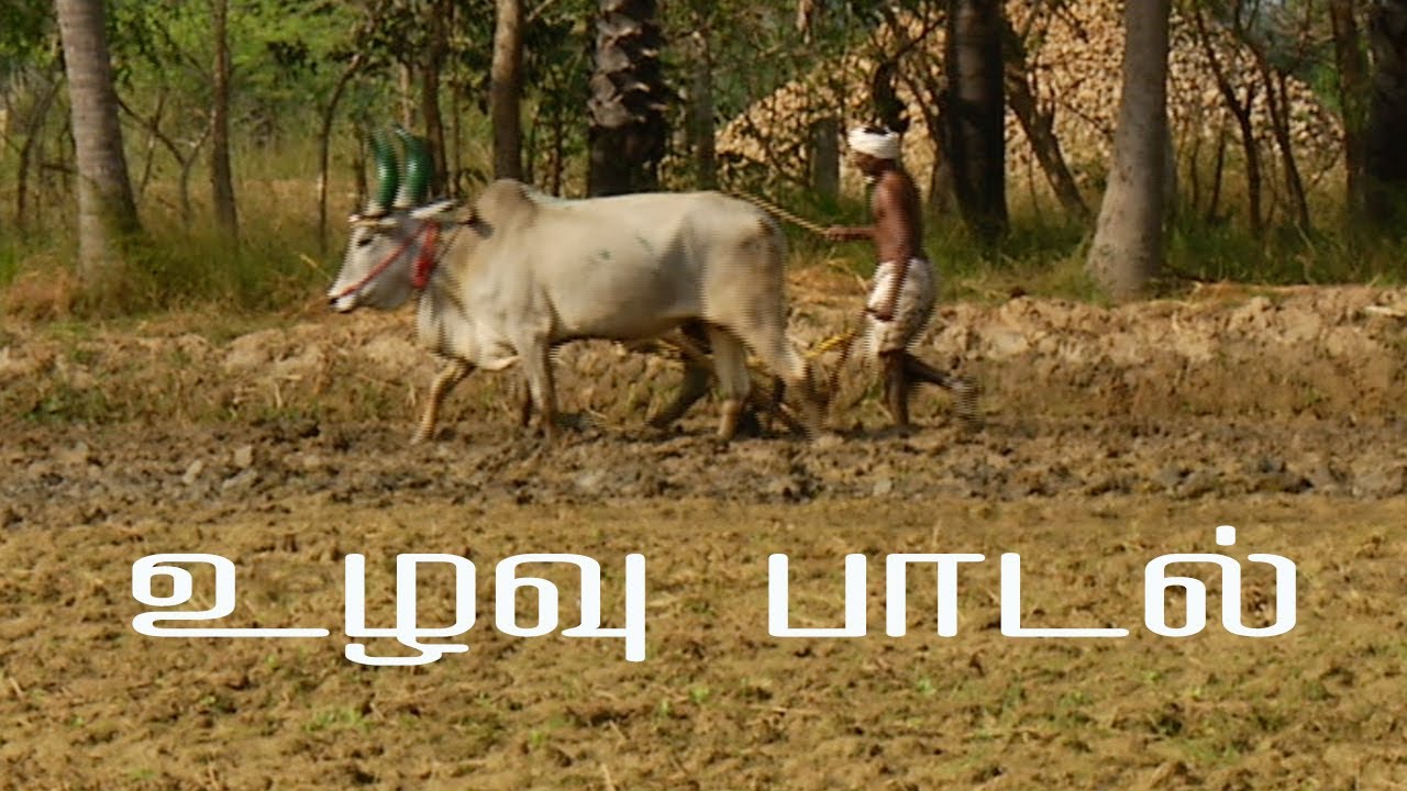 உழவு பாடல் tamil folk songs தமிழக நாட்டுப்புற பாடல் | தமிழர் கலைகள்