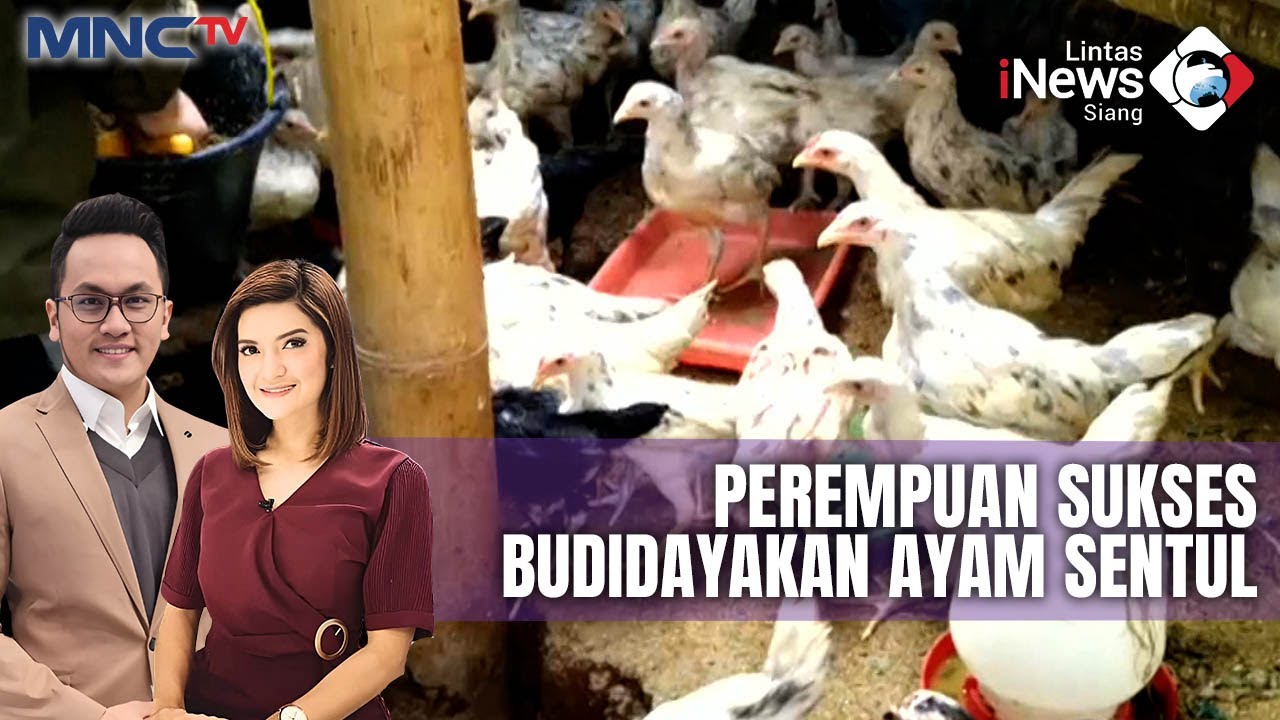 Raup Omzet Puluhan Juta, Perempuan di Ciamis Berhasil Budidaya Ayam Sentul - LIP 17/10