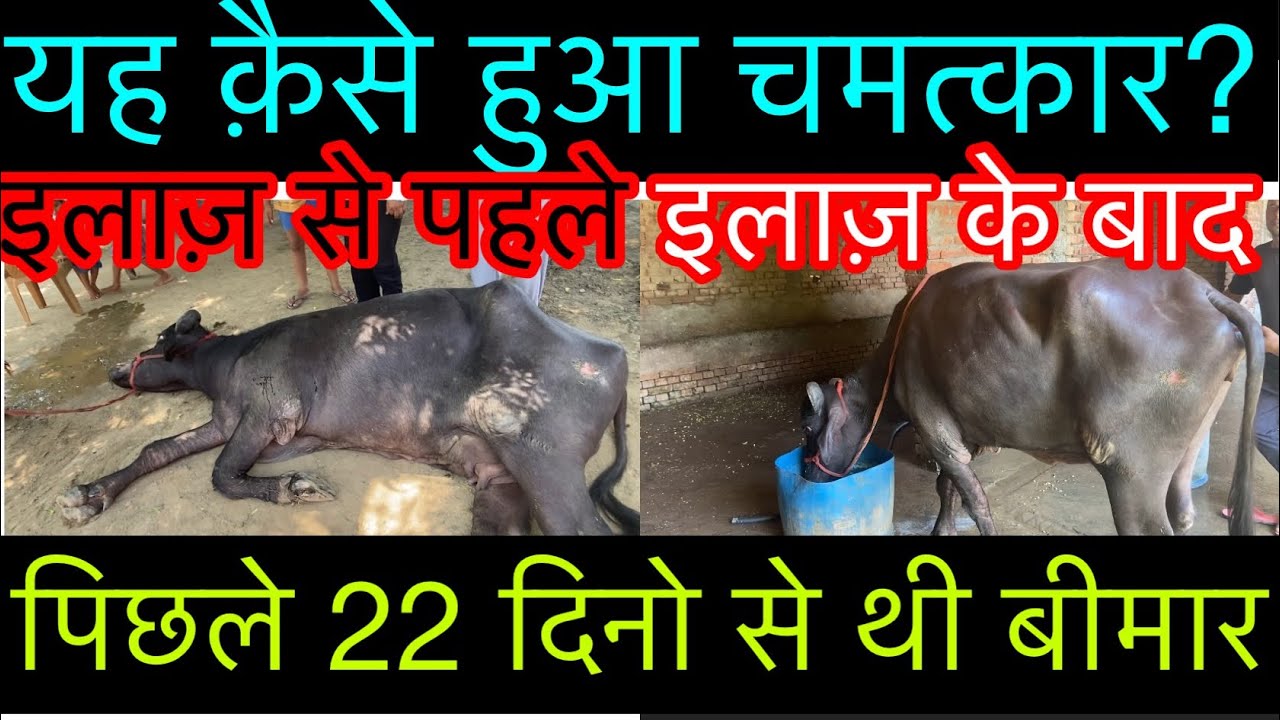 Treatment & symptoms of chronic ketosis in cattle & buffalo l Hypoglycaemia in cow & buffalo l dr um