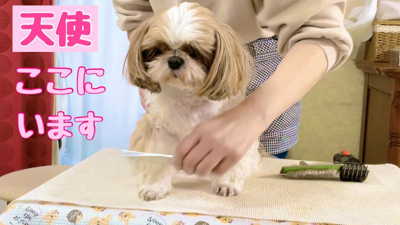 【衝撃ビフォーアフター】ホームカットで天使になった犬‼【シーズー】多頭飼い
