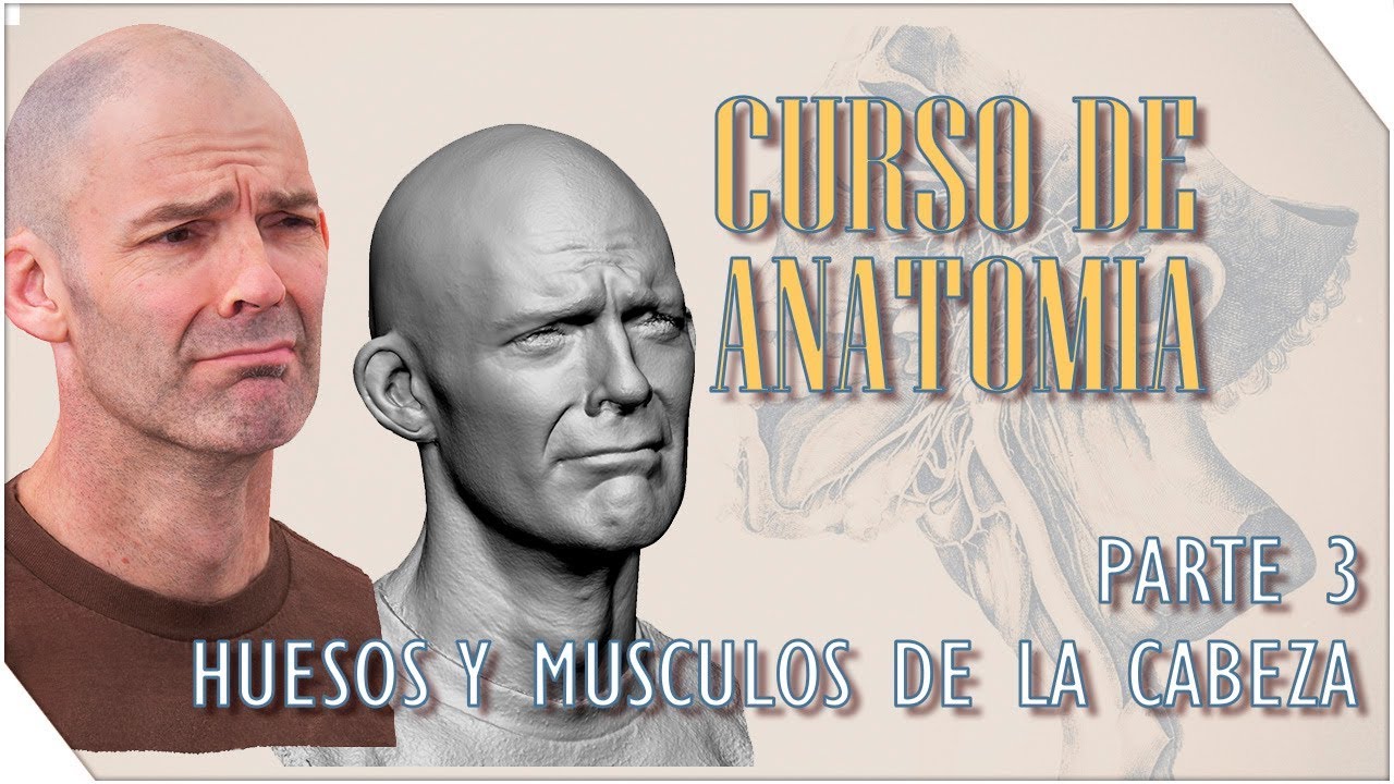 Curso de Anatomia #3 | Cabeza - Huesos y Musculos | Sergio Hualde