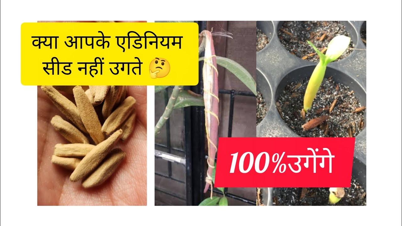 फरवरी मार्च माह में ऐसे उगाओ एडिनियम सीड 100%उगेंगे एक भी खराब 