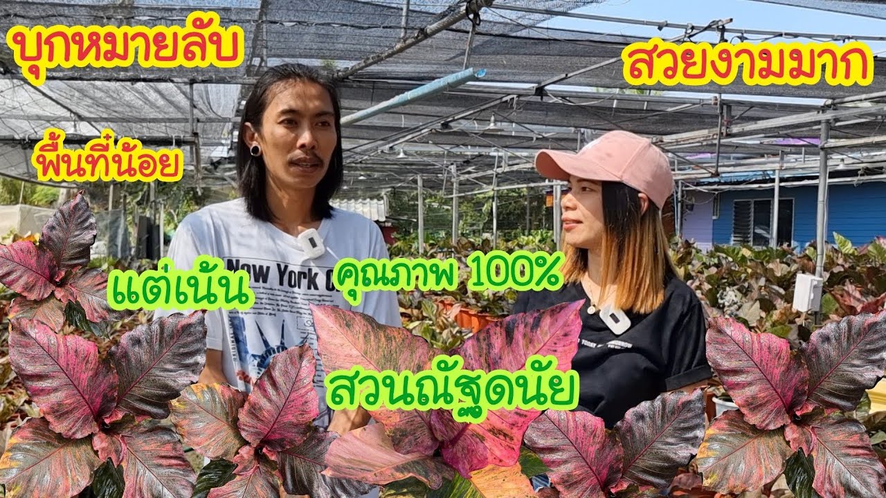 บุกสวนโชคเก้าชั้น ทำได้ไง.!!.ไม้สวย งานดีเน้นคุณภาพเท่านั้น ในพื้นที่แค่ 100 ตารางวา #สวนณัฐดนัย