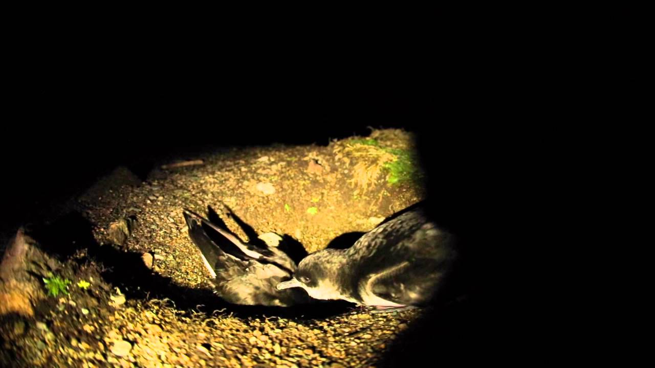 Manx Shearwaters on Bardsey Island