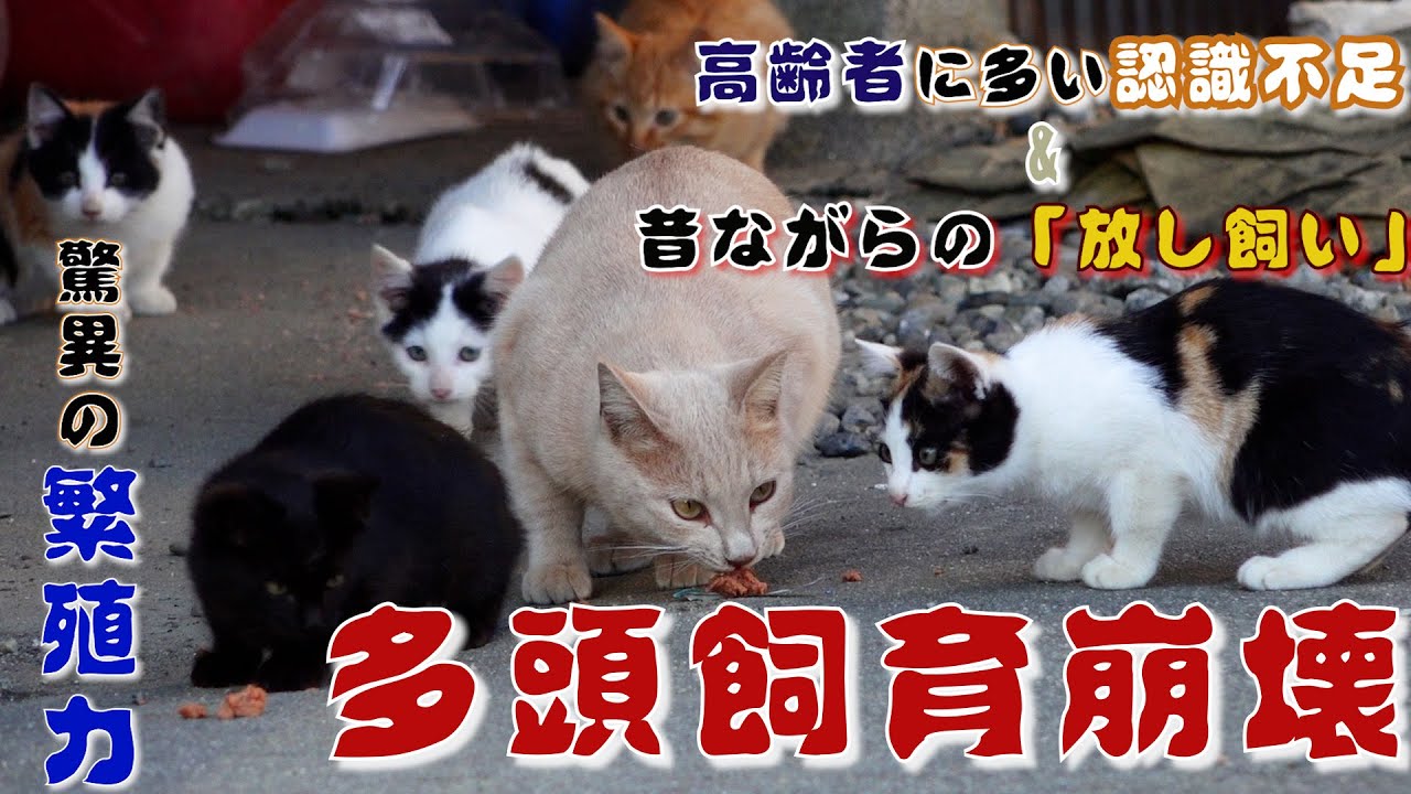後を絶たない猫の多頭飼育崩壊　背景に抱える問題とは？