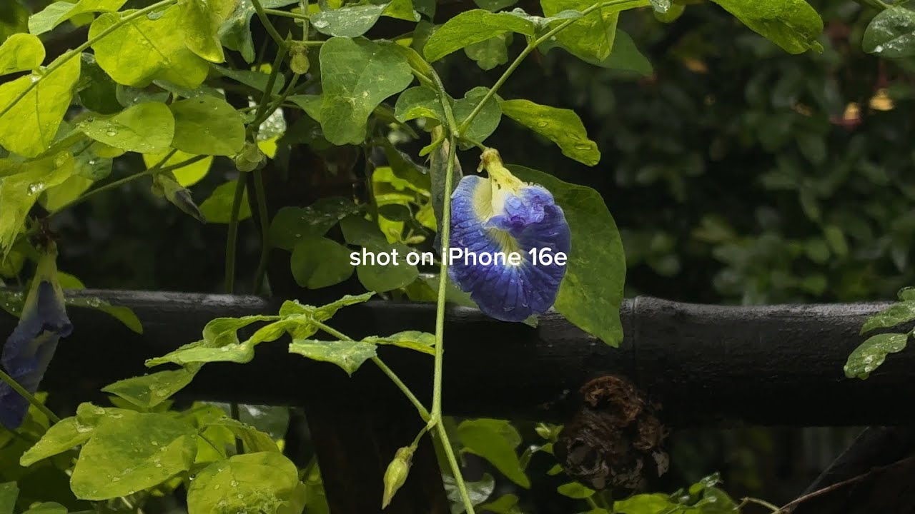 iPhone 16e Cinematic Video Test | 4K Sample Shots (2025)