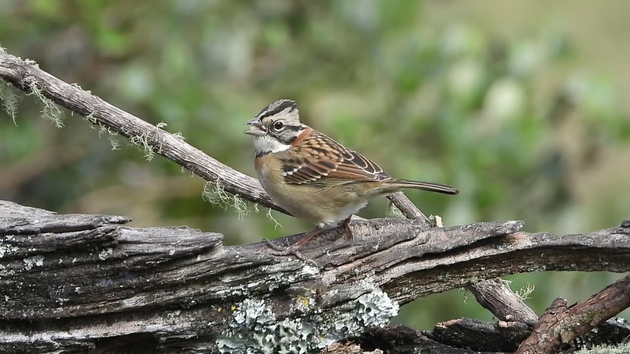 ANDEAN SPARROW!!!  