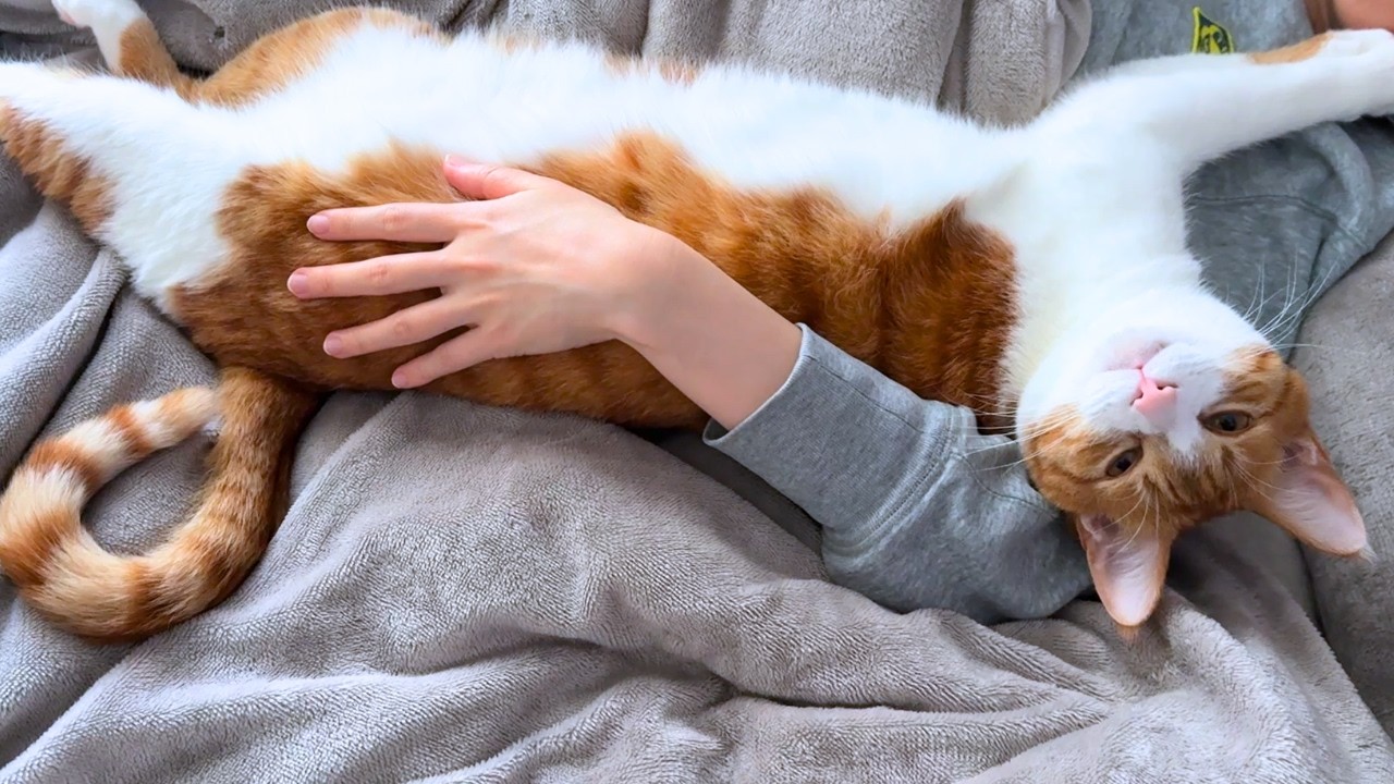 朝から夜までべったり甘えん坊の猫と過ごす休日