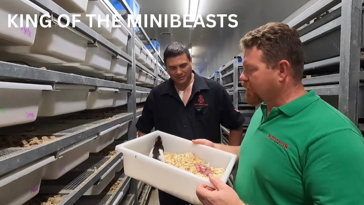Series 1 Episode 31 ￼- MiniBeasts Enterprises.