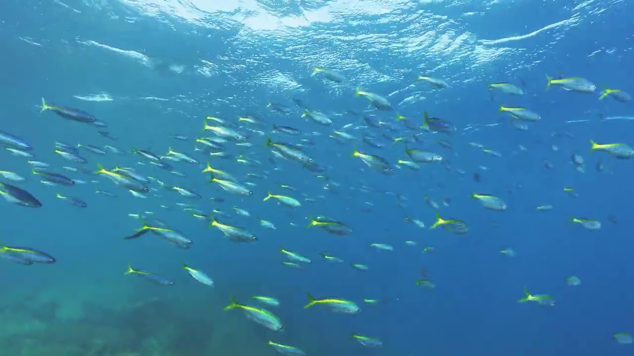 【映像記録】タカベと泳ぐ- Yellowstriped butterfish