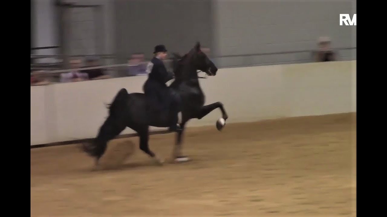 Pro Am-  Five-Gaited American Saddlebred