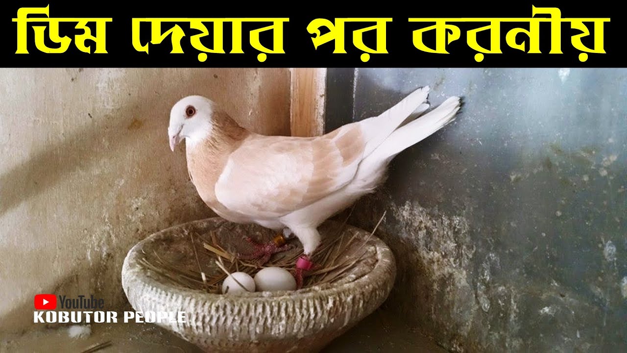কবুতর ডিম দেয়ার পর গুরুত্বপূর্ণ কাজ সমূহ !!! | Rajon | Pigeon Bird | Kobutor Palon Bangladesh