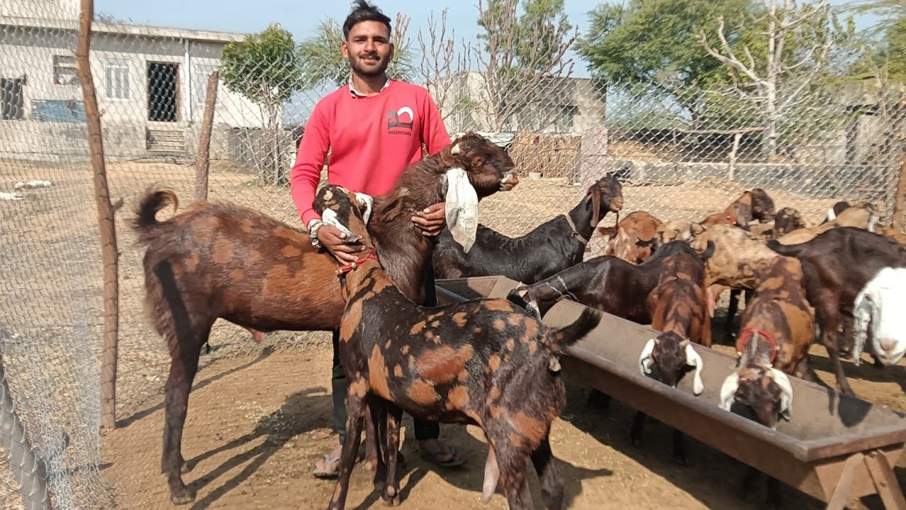 Dharmraj bhai ke pass teenon naslon ke andar behtarin bakriyan8949718581