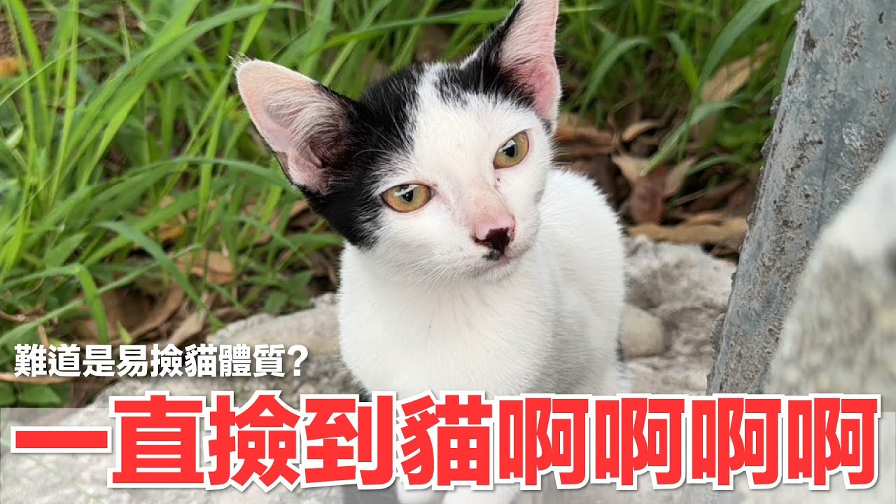 【好味小姐】一直撿到貓啊啊啊啊！難道是易撿貓體質？｜好味貓日常226