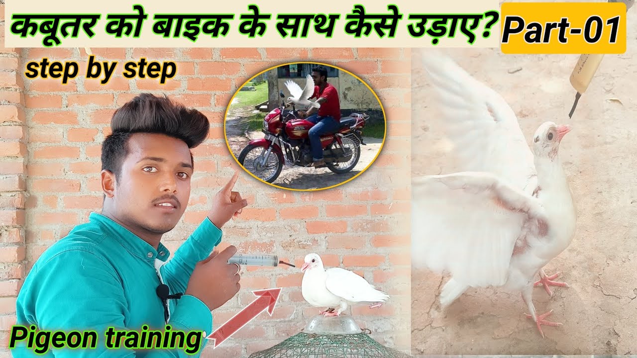 कबूतर को बाइक के साथ कैसे ट्रेंड करें?//How To Trend Pigeon With Bike//by sultan pigeon jainul khan