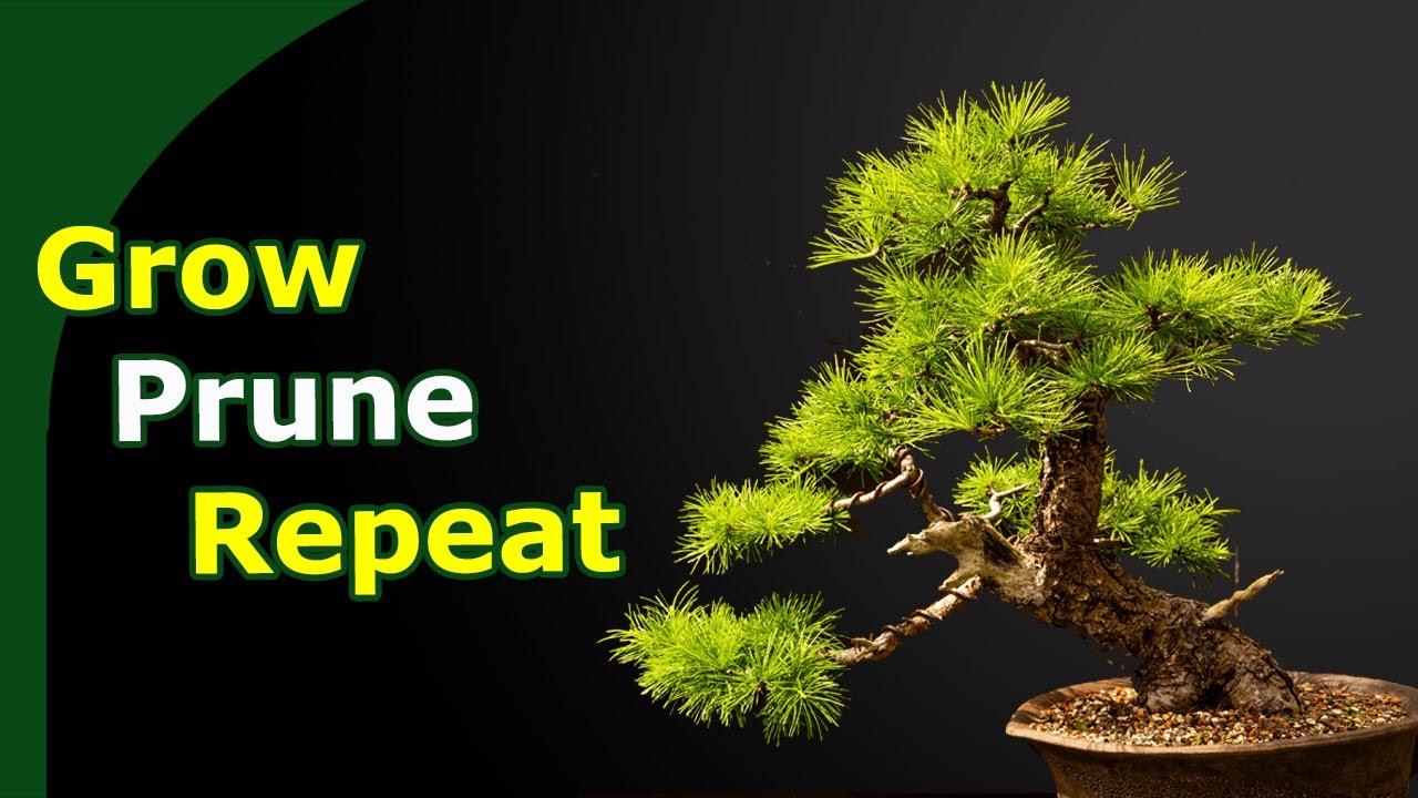 Pruning Larch Bonsai Over Time