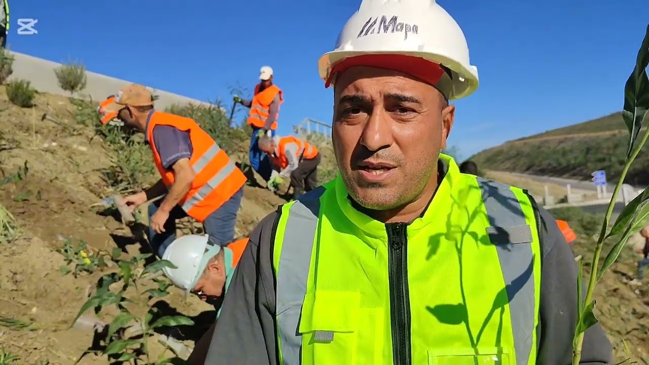 مبادرة غرس مليون شجرة . الطريق السيار جن جن العلمة مقطع سطيف. الجزائر