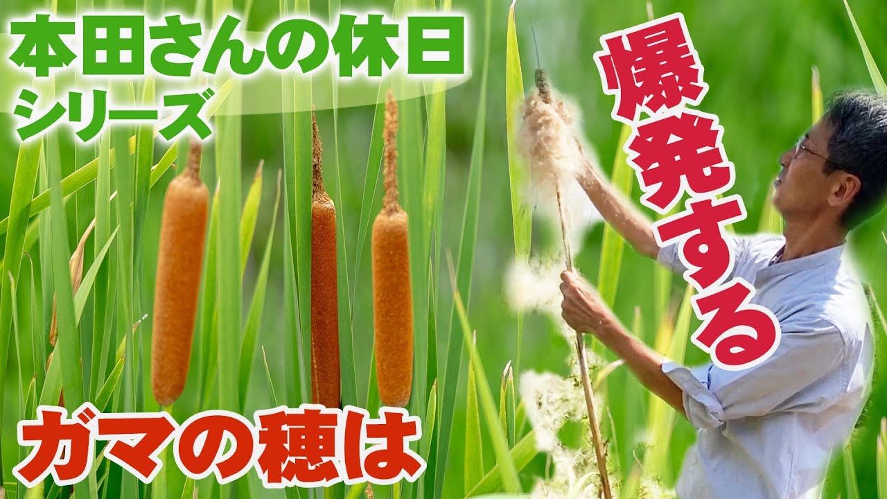 ガマ大爆発！【本田さんの休日】ガマの穂を触ると数十万個の綿毛の種子が飛び出してきたよ！【ショクナナ植物研究所】