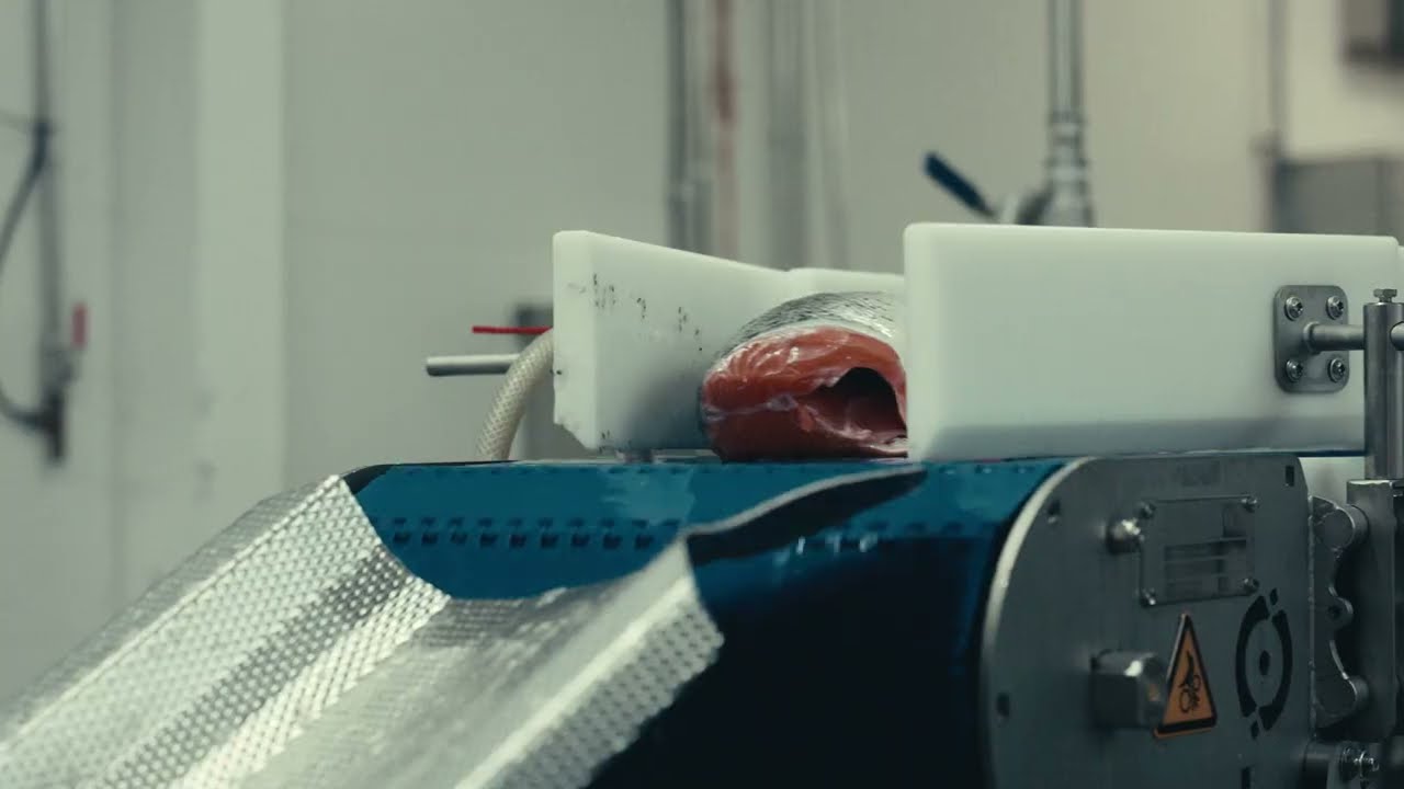 Salmon filleting line