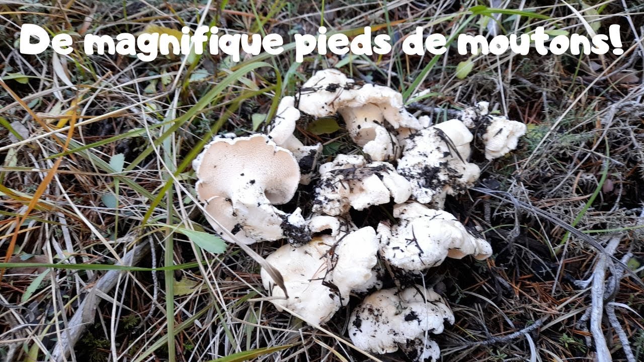 Des pieds de moutons magnifiques!