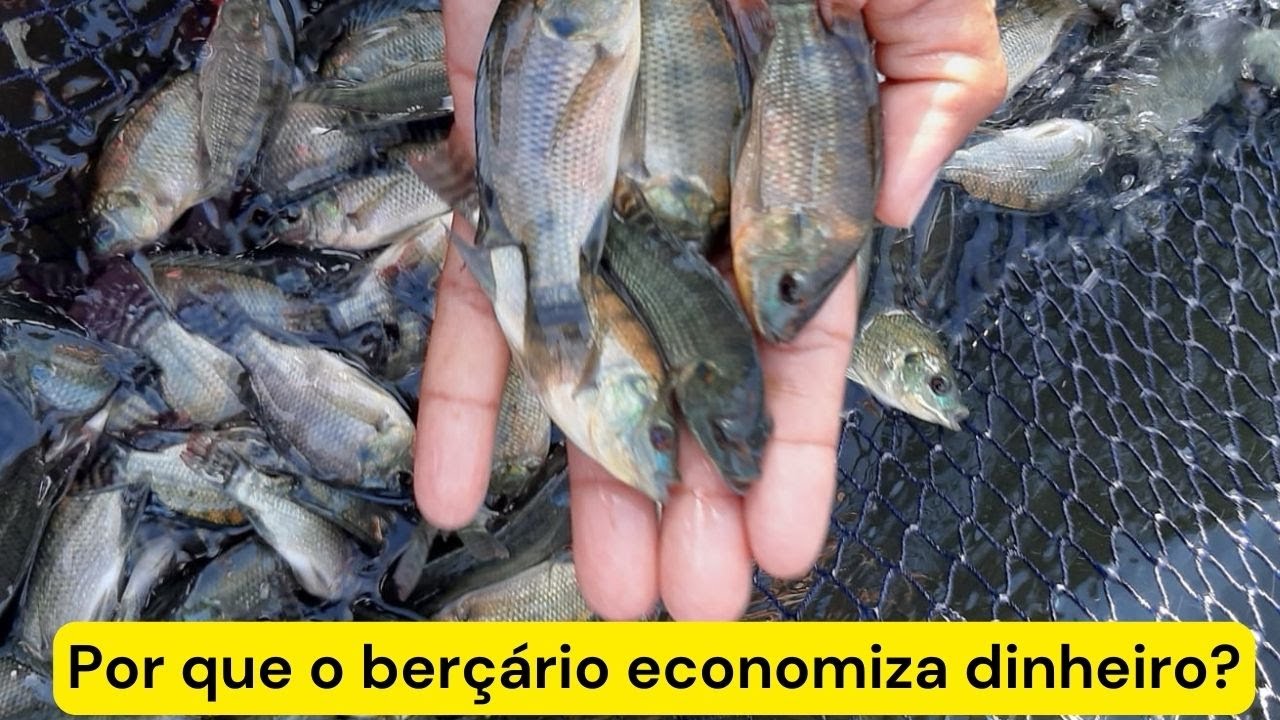 PISCICULTURA 497: QUAL A IMPORT&Acirc;NCIA DO BER&Ccedil;ARIO NA CRIA&Ccedil;&Atilde;O DE PEIXES?