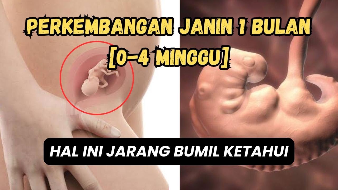 Perkembangan Janin 1 Bulan Lengkap [0–4 Minggu Kehamilan] ‼️
