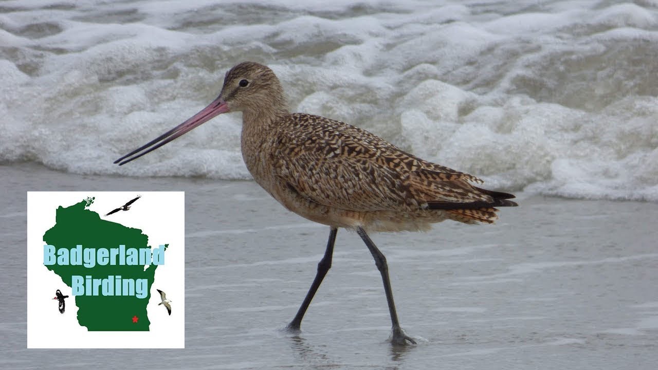 Birding the Beach in South Carolina