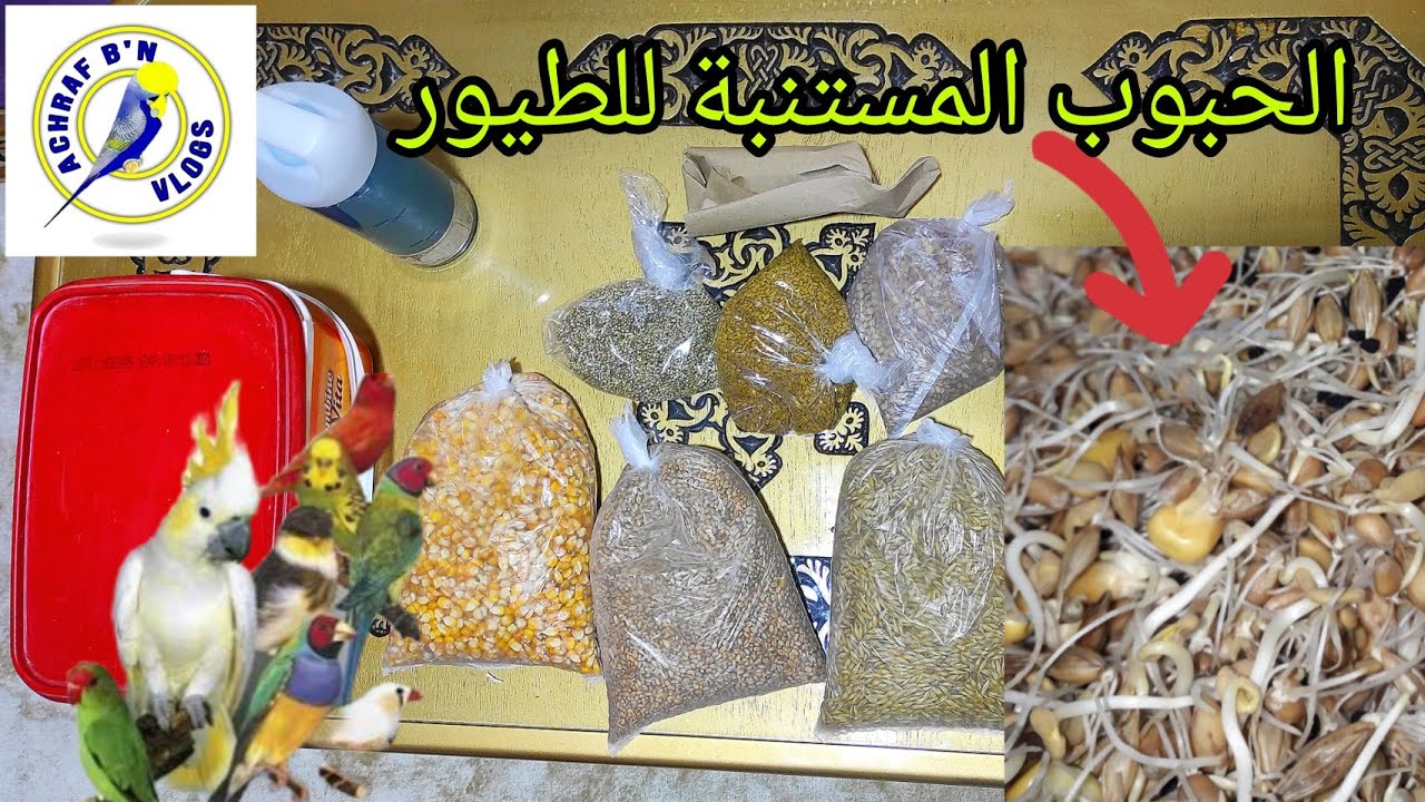 طريقة تحضير البذور المستنبتة للطيور . $€ 🐦🐦👈😋💪
