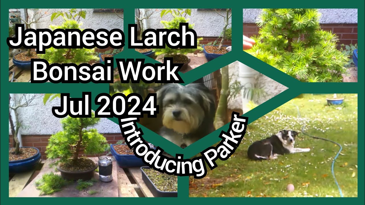 Japanese Larch Bonsai Work July 2024