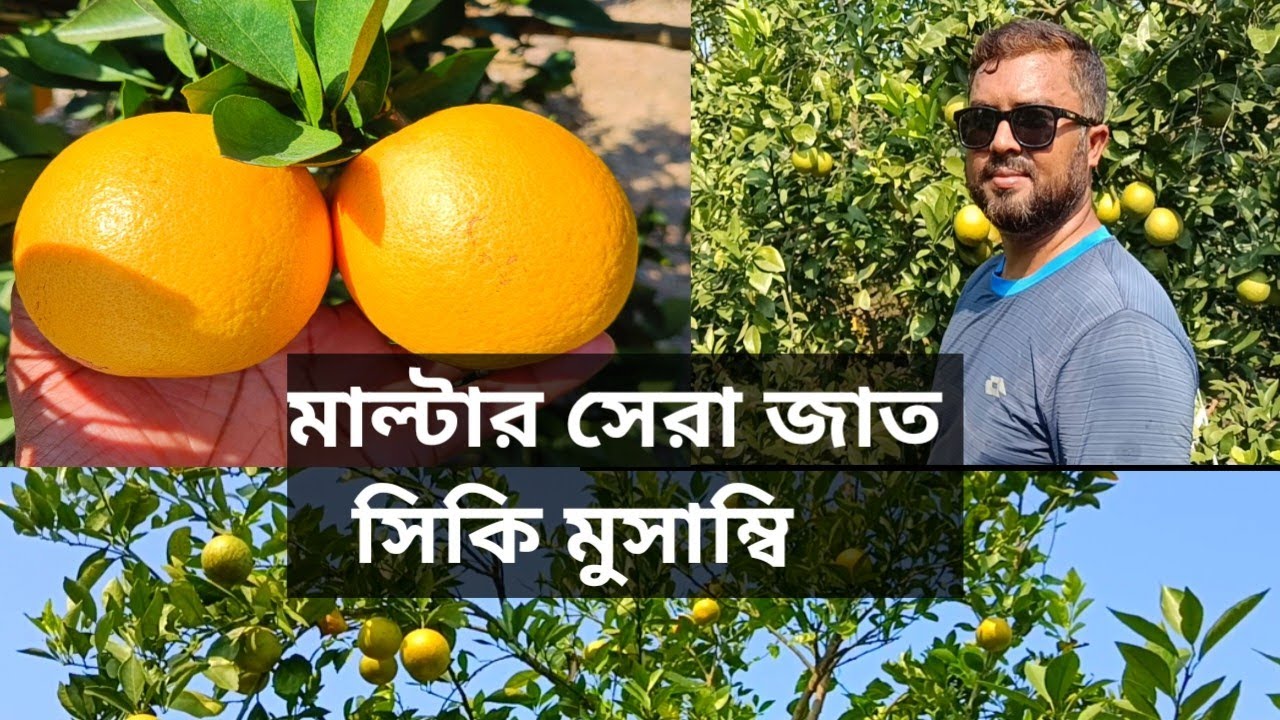 মাল্টার সেরা জাত সিকি মুসাম্বি#video #farming #agriculture #viral #malta 