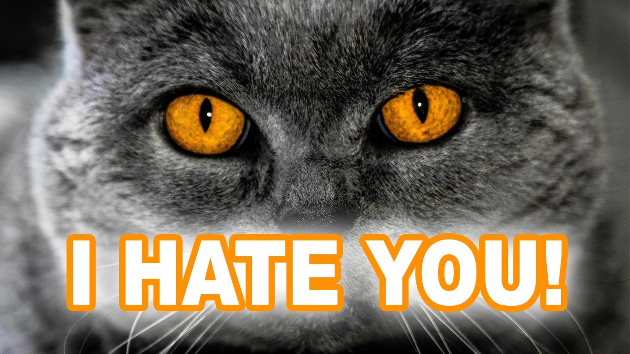 The #1 MISTAKE That Will Make Your Cat Hate You