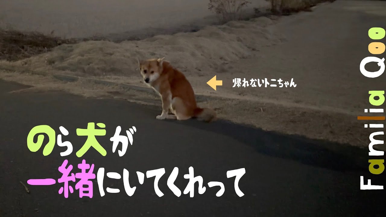 のら犬が一緒にいてくれって・・・【M.ダックスと近所ののら犬】